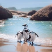 Boulders-Beach-African-Penguins