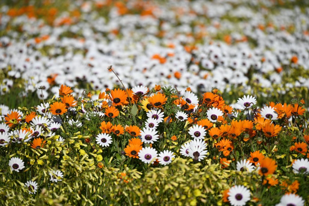 Where to see wildflowers in the Cape