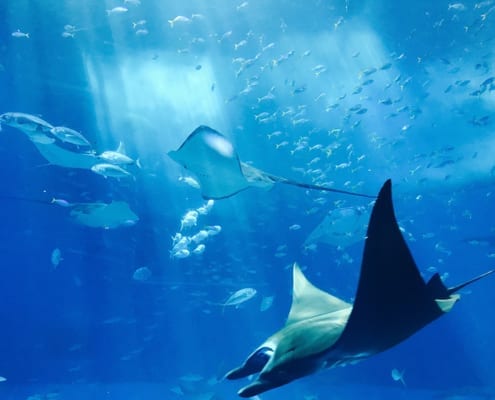 Two Oceans Aquarium