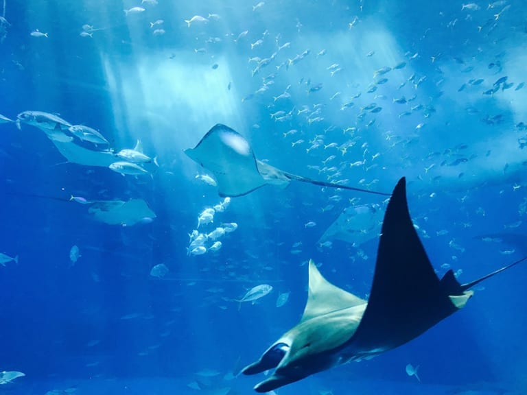 Two Oceans Aquarium