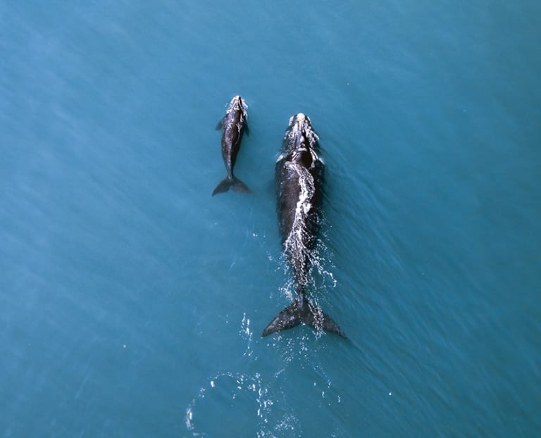 Whale Watching Tours In Table Bay Cape Town