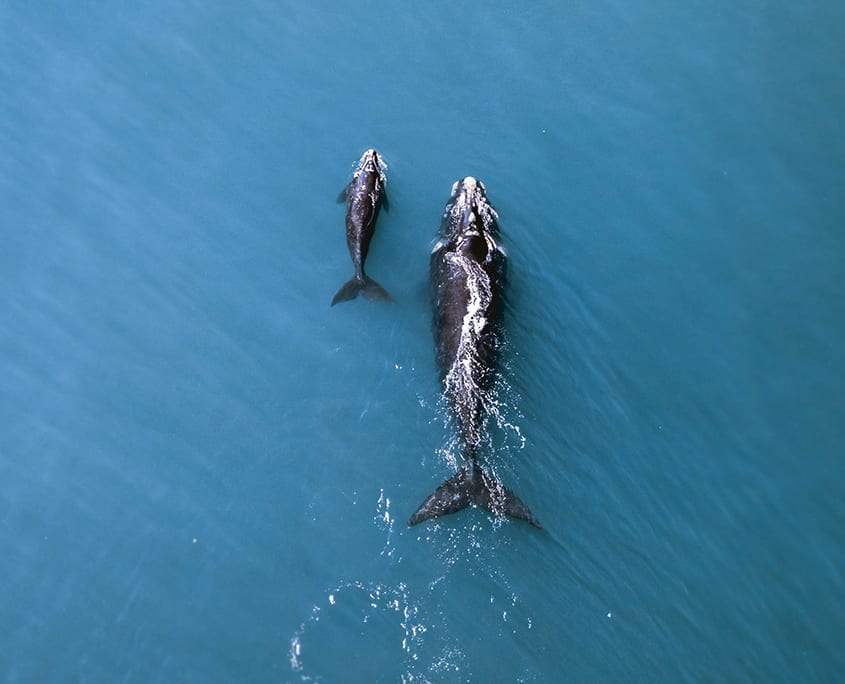 Whale Watching Tours In Table Bay Cape Town