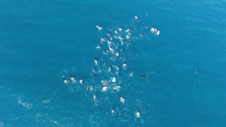 Pod of 60 Humpback Whales In Cape Town