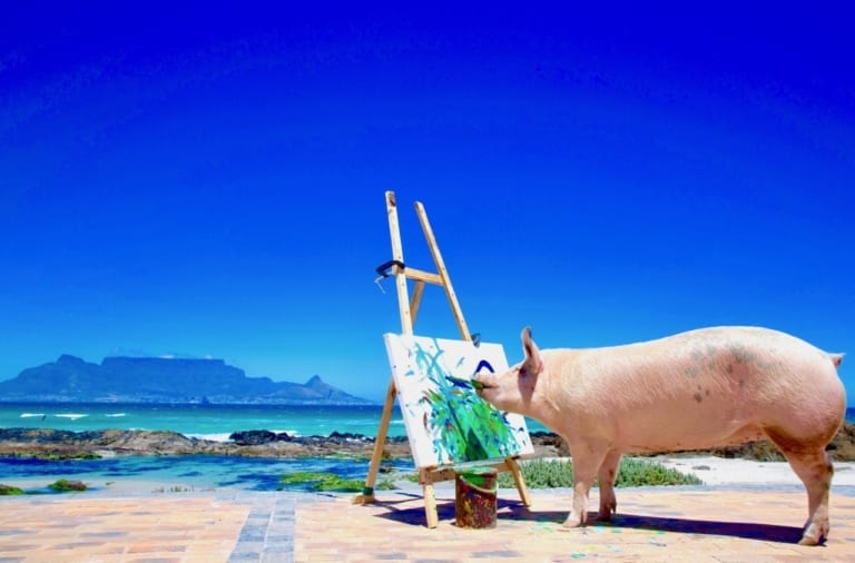 Pigcasso Table Mountain