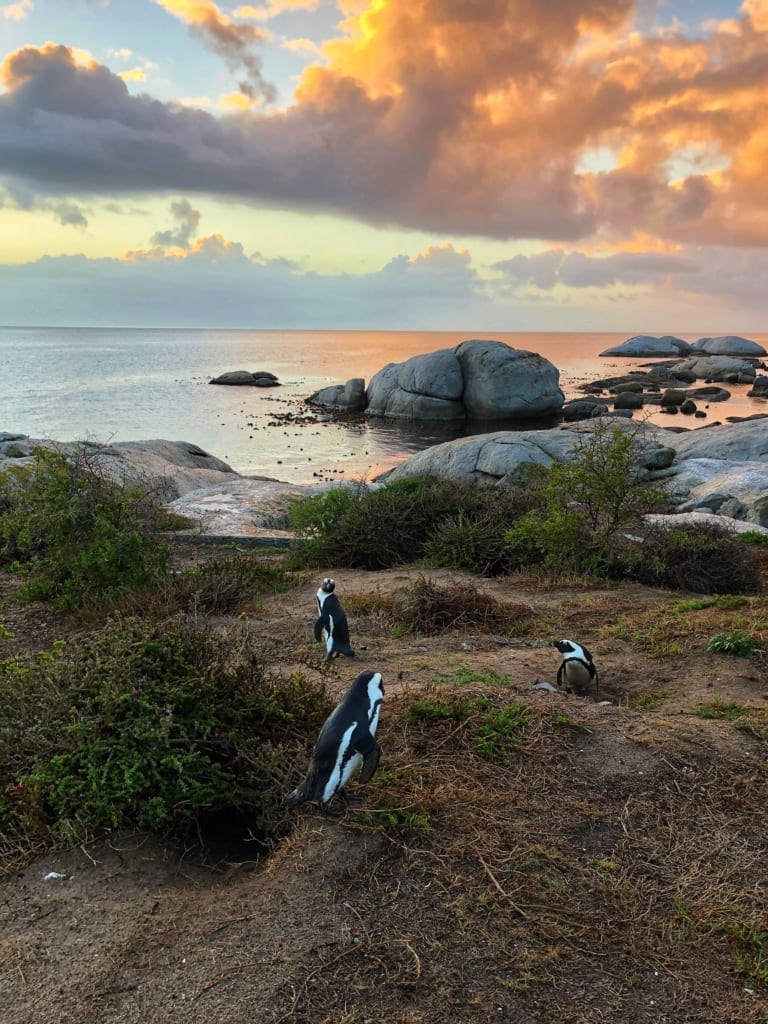 African-Penguins-Cape-Town