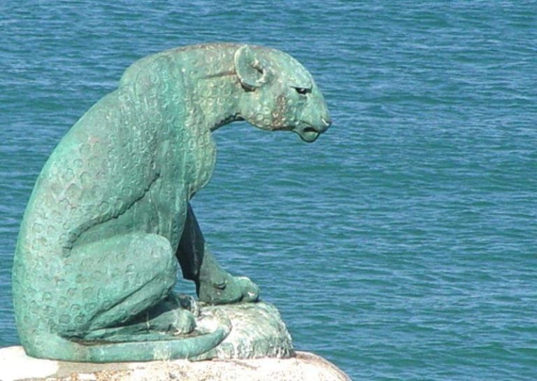 Last-Leopard-in-Hout-Bay