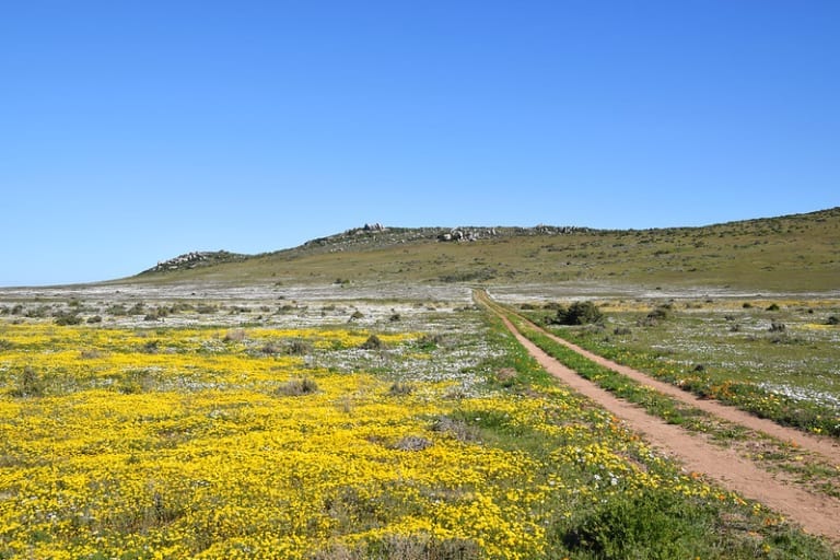 Top reasons to visit Cape Town in spring - Flower Season Cape Wildflowers