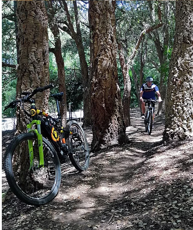 Cape Lion E-Rides - Secret Cape Town