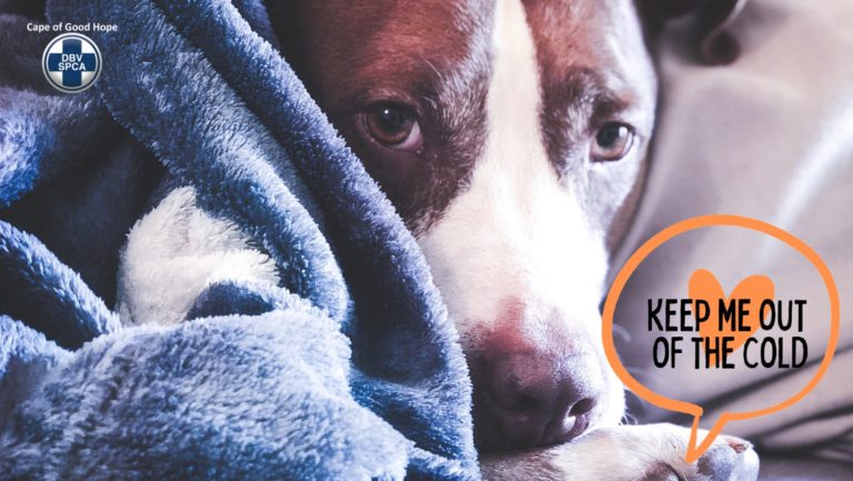 Animal Rescue Organizations & Animal Shelters To Support In Cape Town - SPCA