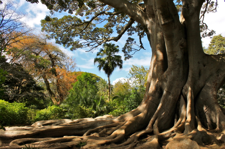 Gardens and Parks in Cape Town - Arderne Gardens