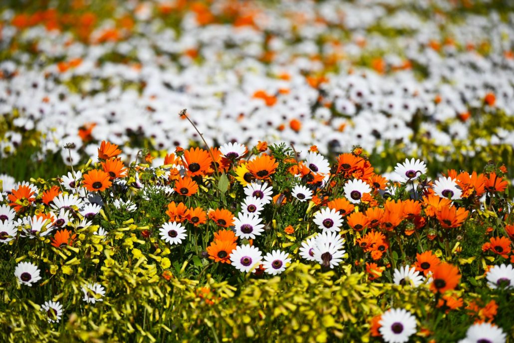 Flower Season In Cape Town