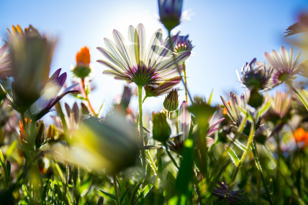 Cape Town Flower Shows