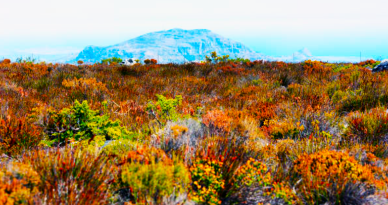 Flower Season In Cape Town