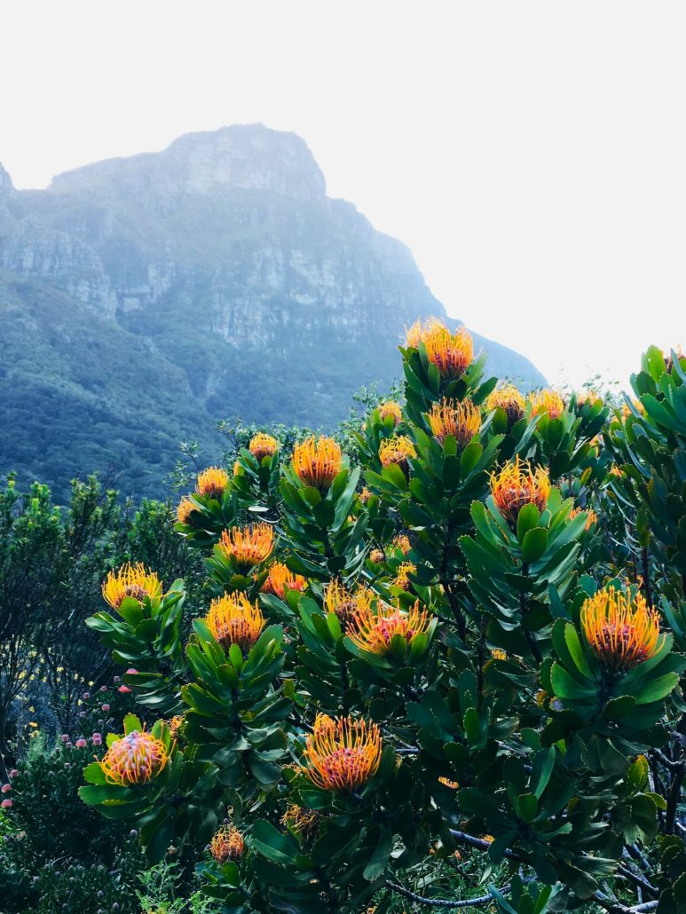 Flower Season In Cape Town