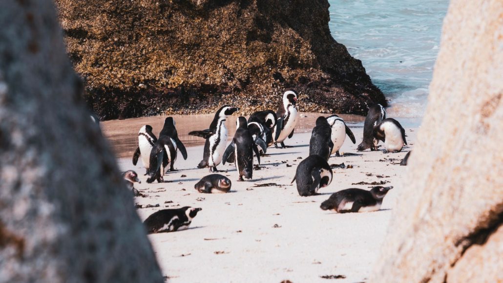 Things you can only do in Cape Town