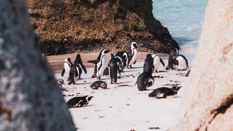 Things you can only do in Cape Town