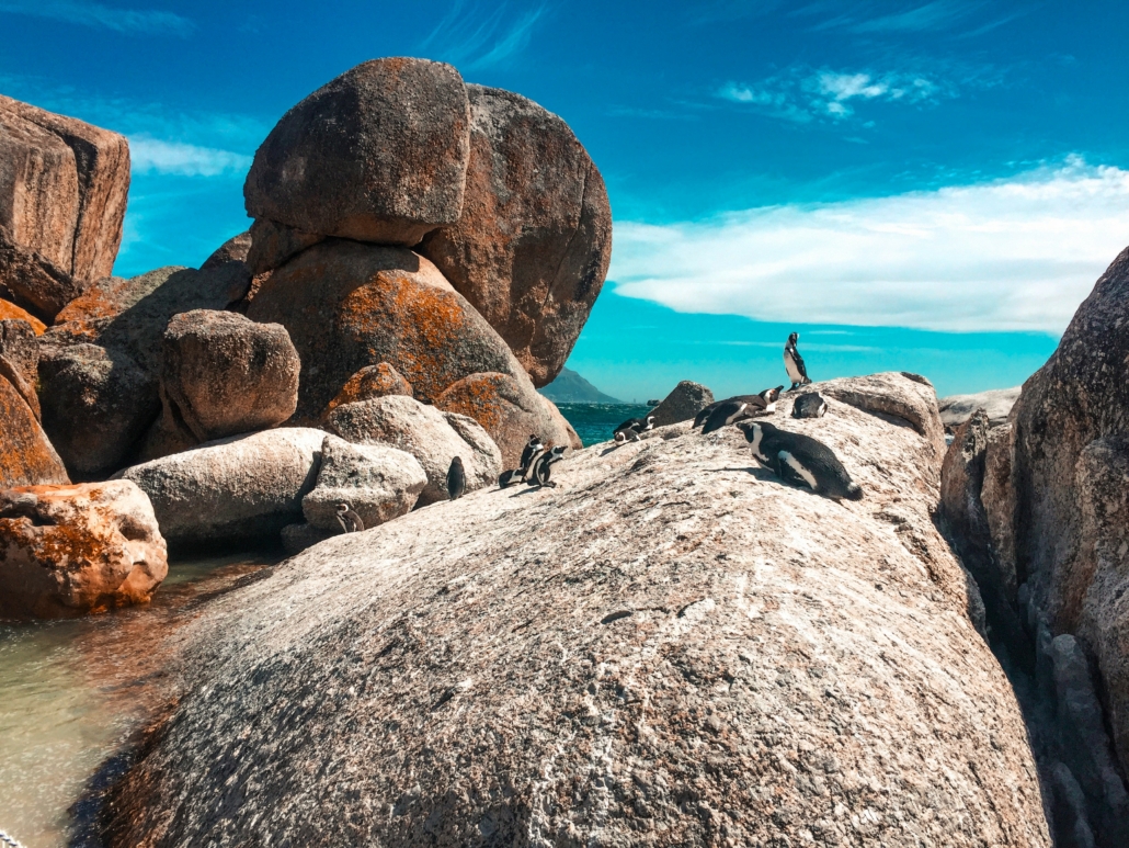 Cape Town Beaches Guide - Penguins