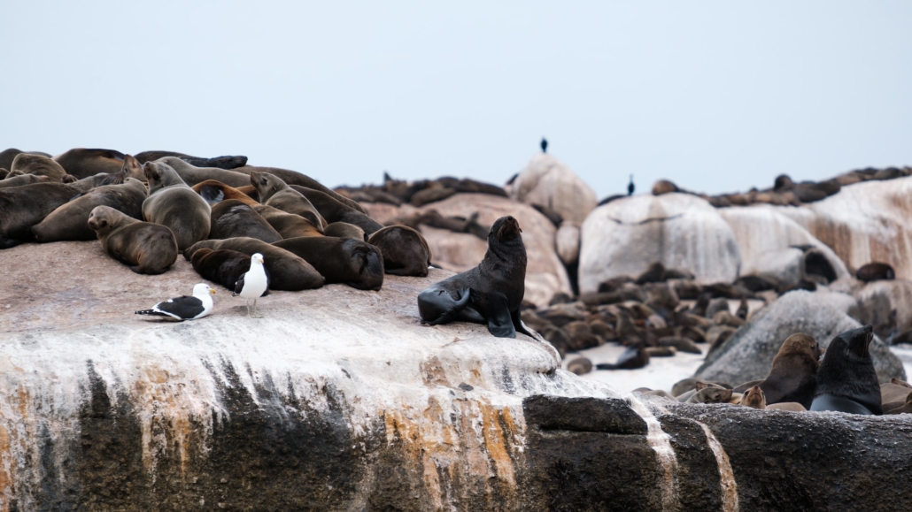 Cape Town Beaches Guide - Seals