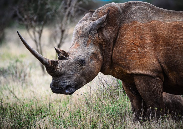 Safaris Near Cape Town