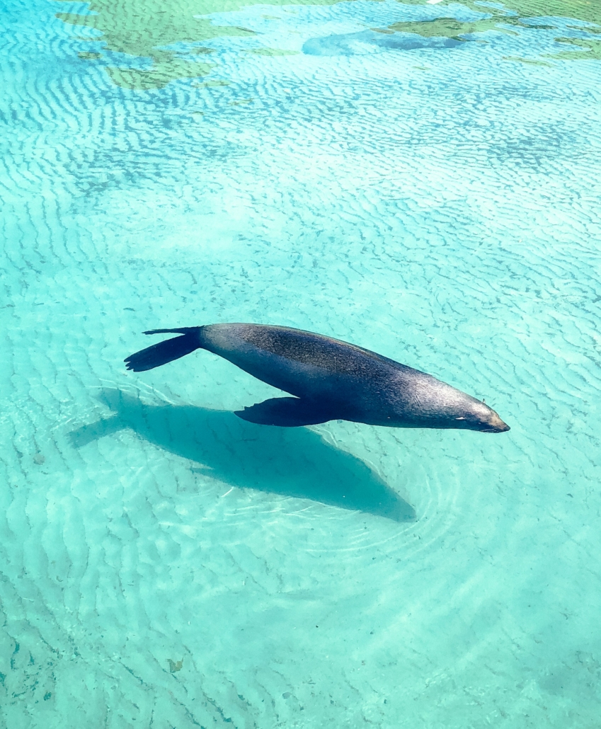 Seal Snorkeling Cape Town