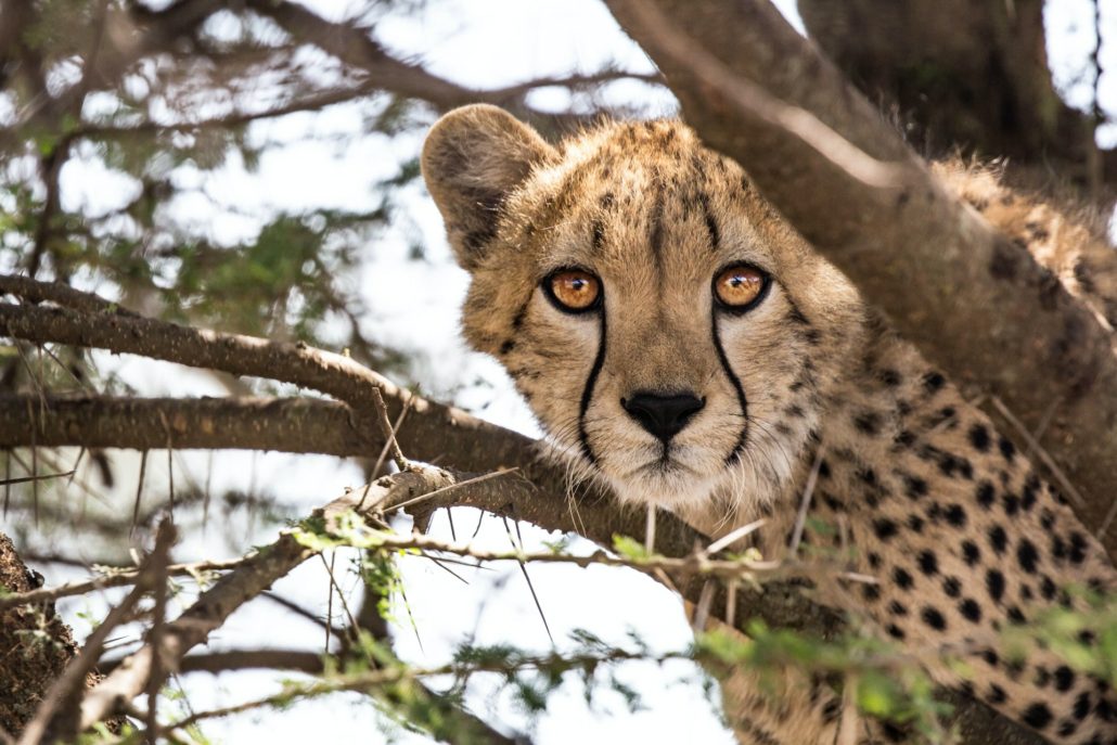 Cape Town, Winelands & Kruger Tour