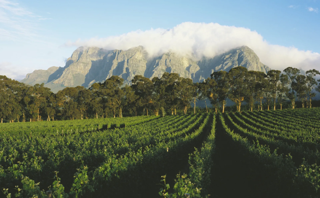 Private Wine Tours - Cape Winelands