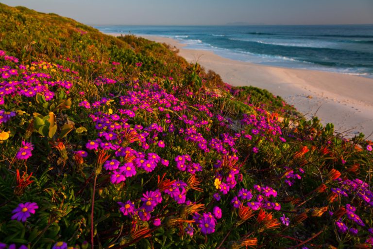 Wildflower Itinerary - West Coast Wildflower Tour