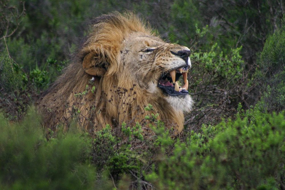 Garden Route Itinerary - Shamwari Game Reserve