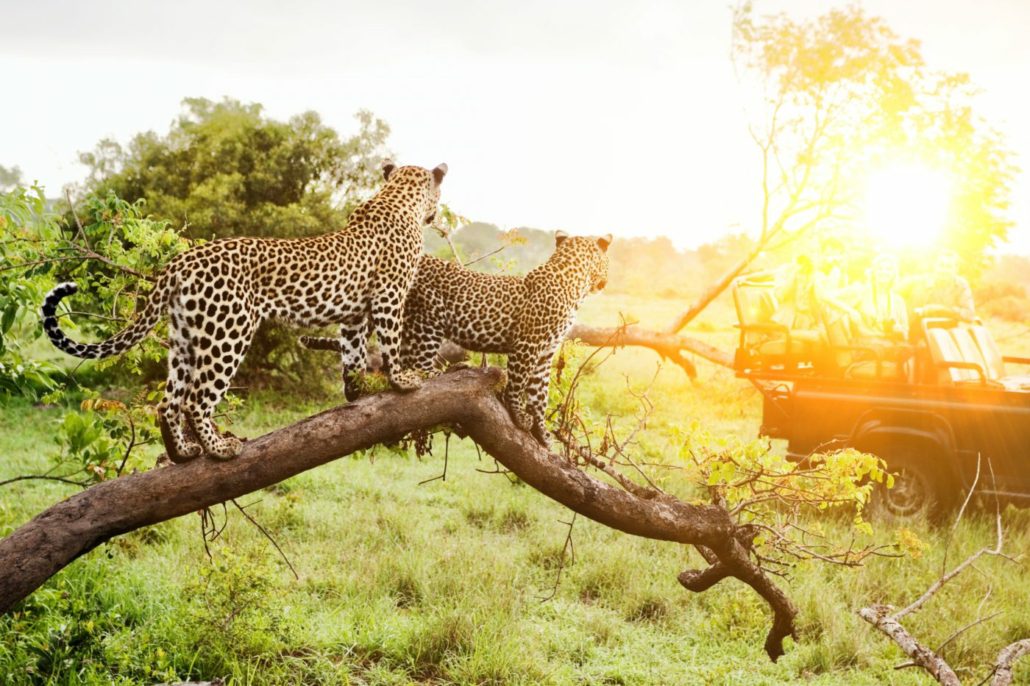 Cape Town, Kruger and Mozambique Tour