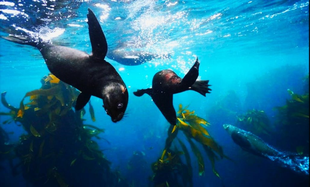 Cape Town adrenaline activities