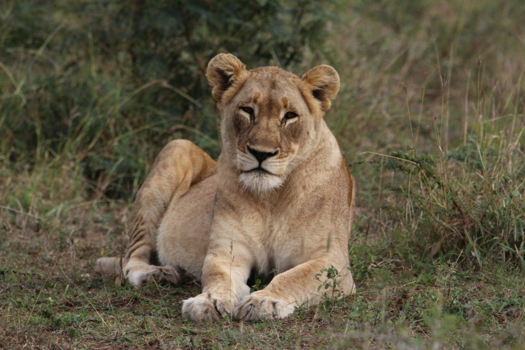 Cape Town, Durban & Phinda Tour - Phinda Game Reserve