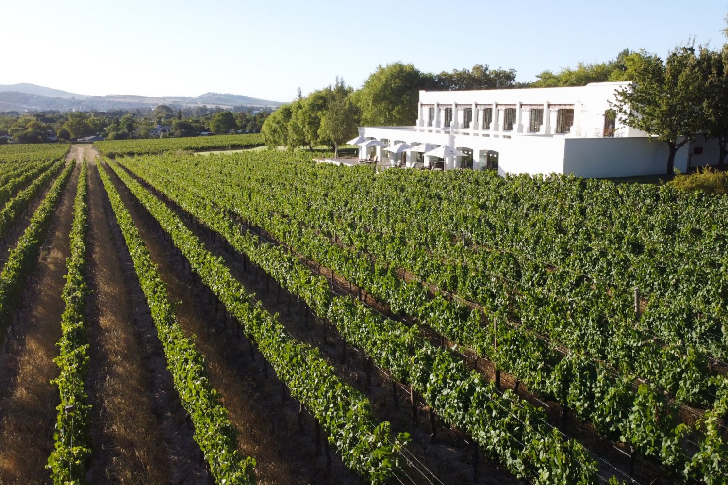 Top 10 Wine Estates in Stellenbosch - Secret Cape Town