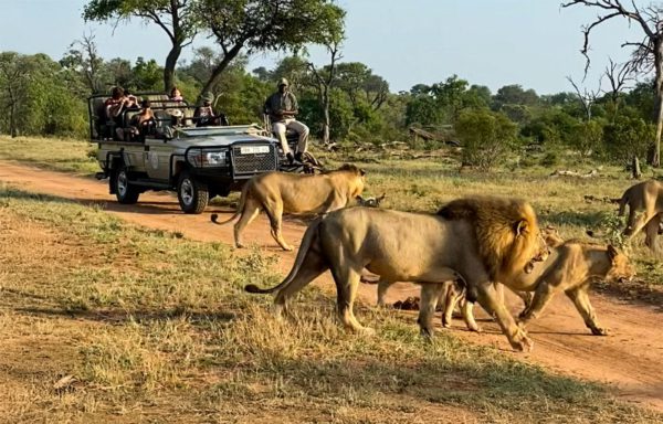 Cape Town Safaris Secret Cape Town Cape Town Safaris Secret Cape Town