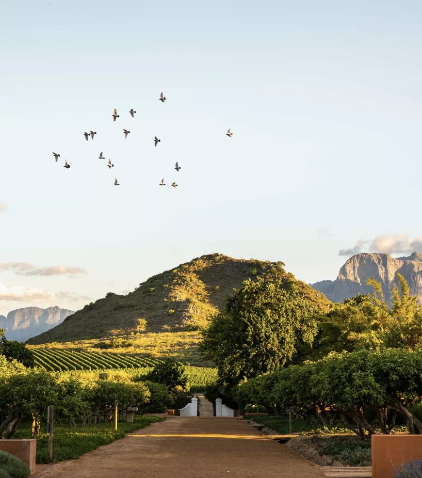 Sunset Walk at Babylonstoren | Things To Do In Cape Town This Weekend